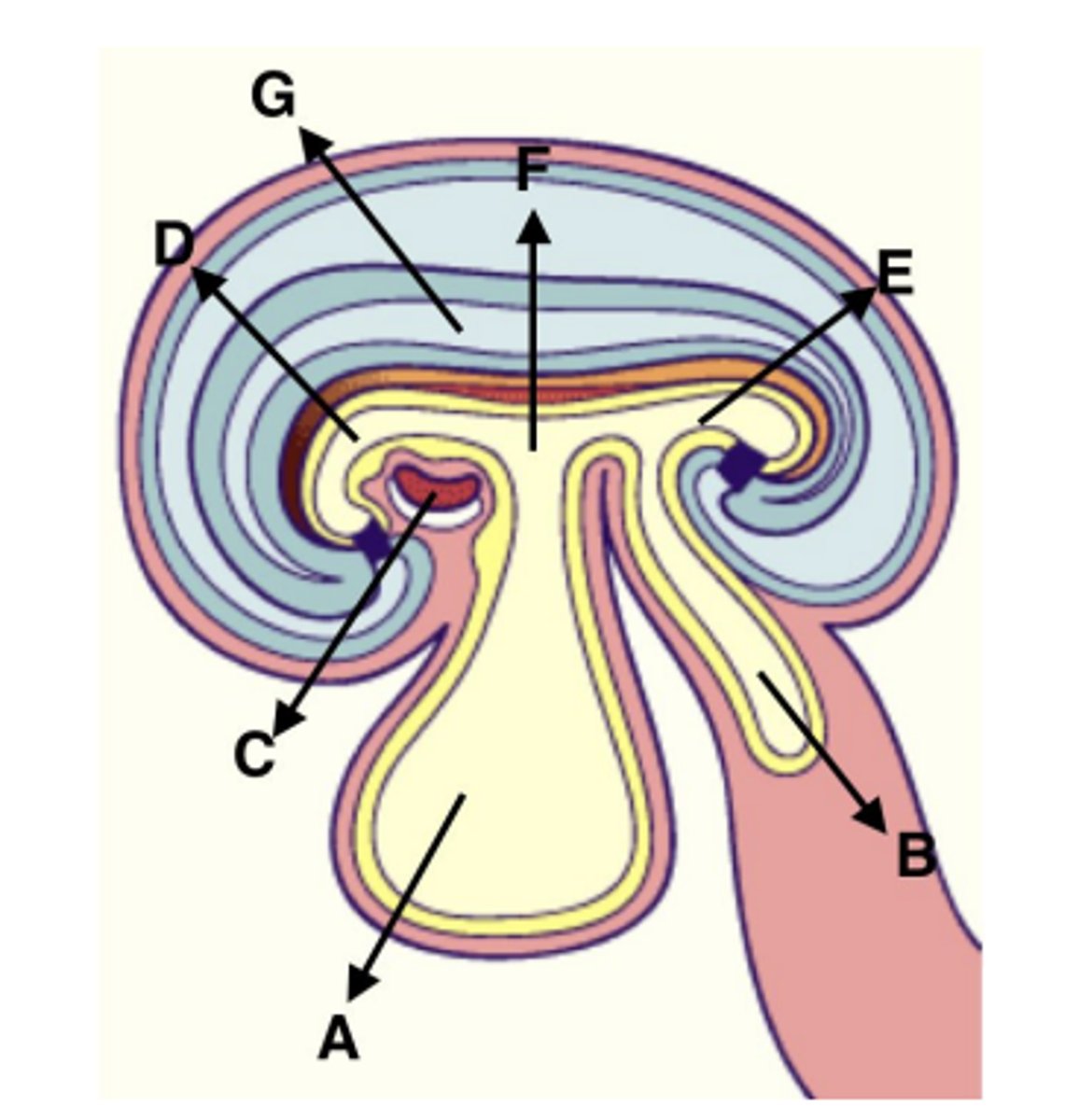 <p>A</p>