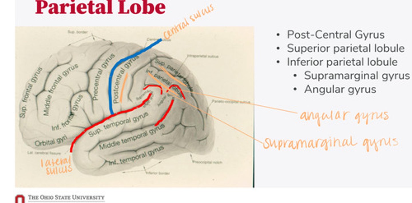 <p>What are the divisions of the parietal lobe?</p>