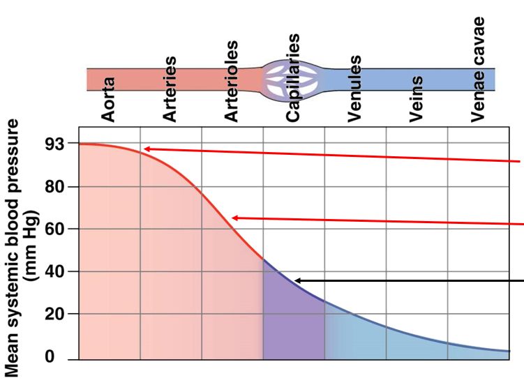 <p>blood pressure drops from left side of heart → capillaries → right side of heart</p><ul><li><p>driving pressure created from contraction of left ventricle</p></li><li><p>as fluid flows, pressure is lost due to friction</p></li><li><p>dilation of blood vessels causes pressure decrease</p></li><li><p>volume changes are major factors for blood pressure</p></li></ul>
