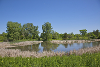 <p><strong>an area of water smaller than a lake, often artificially made:</strong></p><p><br></p>