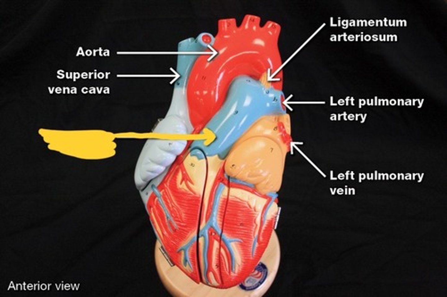 <p>Great vessels of the heart,</p>