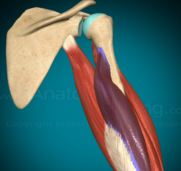 <p>What does the Tricep Brachii Lateral Head do?</p>