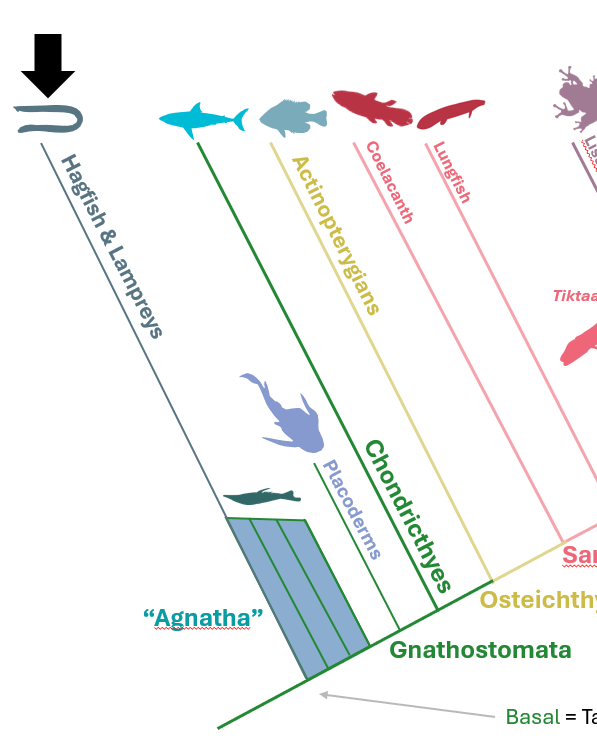 <p>Clade comprised of Hagfish (Myxiniformes) and Lungfish (Petromyzontiformes)</p>