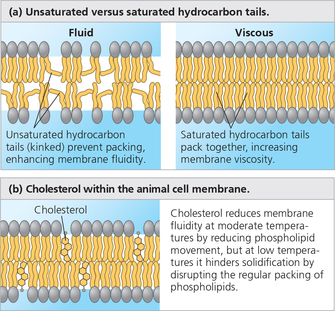 factors that affect membrane fluidity