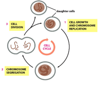 <p>The alternating growth and division activities of a cell.</p>