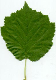 <p><span><strong>Řapík delší než 2 cm</strong></span></p>