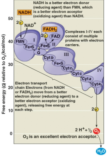 <p>Electron transport chain</p>