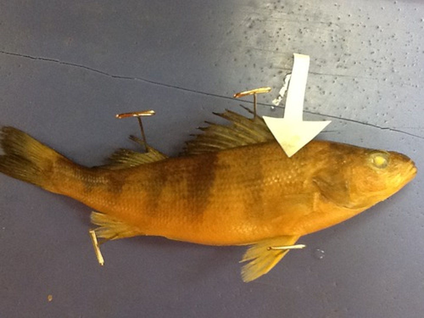 <p>A row of sensory structures on either side of the fishes body, and connected to the brain, which detect vibrations (hearing) and chemicals in the water</p>