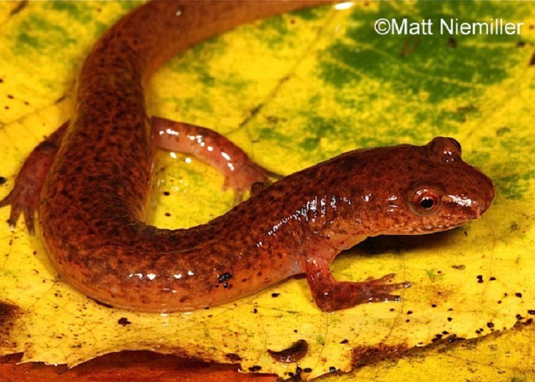 <p><span>A large (4.3 to 8.2 inches in length), a stout-bodied salamander with a salmon to an orangish-pink body covered in small black spots or flecks. A distinct ridge usually bordered with a light line, and sometimes shadowed by a dark line beneath it, extends from the eye to the nostril. The tail is moderately keeled.</span></p>