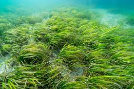 * shelter/camouflage
* nursery to deposit eggs
* provide shelter during juvenile phase
* some nocturnal species hide in eel grass during day