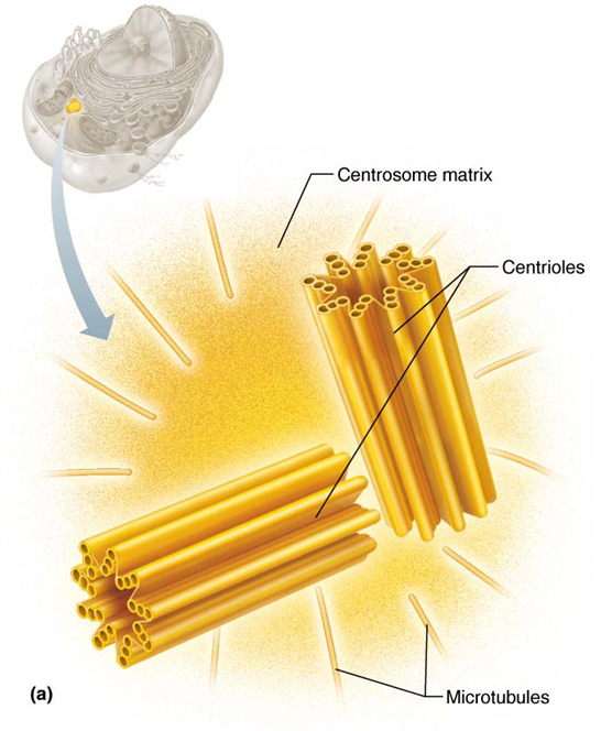 <p>Forms basis of cilia and flagella</p>