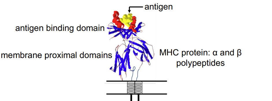 <p>MHC class II </p>