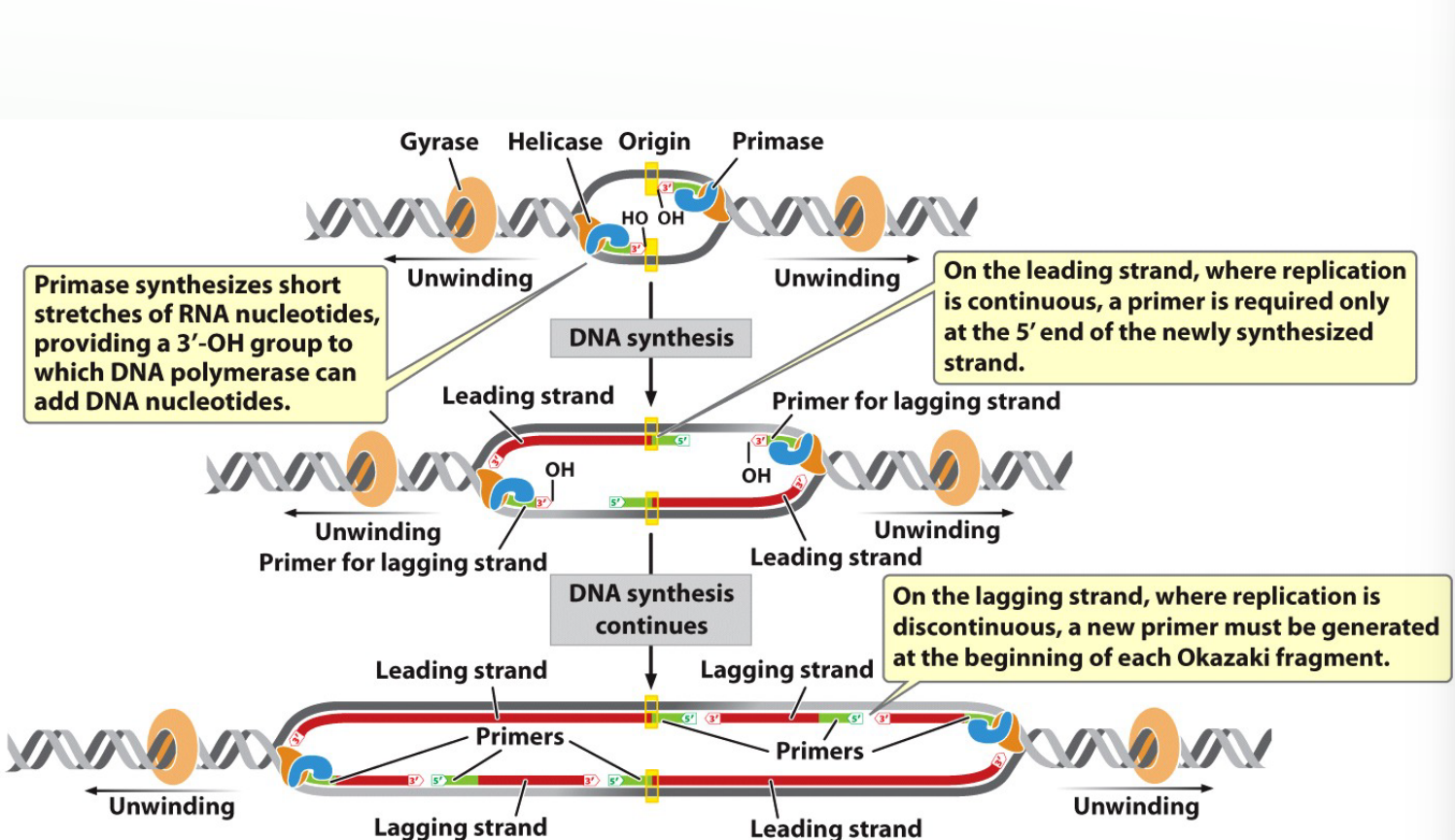 <p>Each Leading strand begins with <strong>1 primer</strong></p>