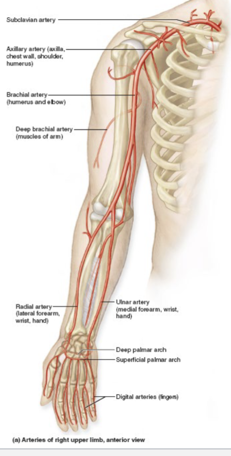 <ul><li><p>Subclavian artery: supplies upper limb</p></li><li><p>Subclavian → axillary artery → brachial artery → radial (lateral) & ulnar (medial)→ palmar → digital</p></li></ul><p></p>
