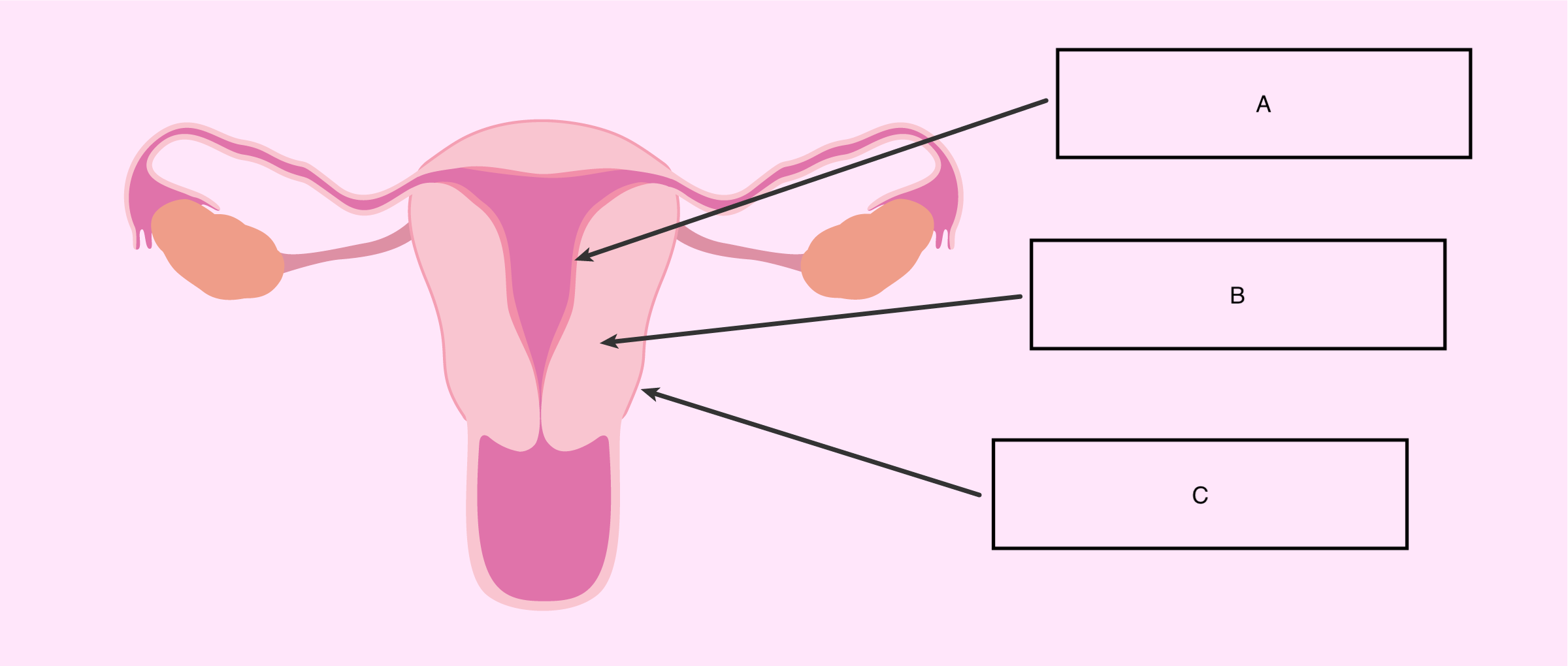 myometrium