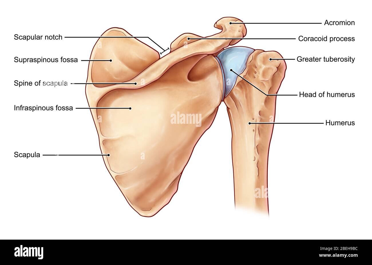 <p>Projection on the top of the scapula; articulates with the clavicle to form the top of the shoulder.</p><p></p>