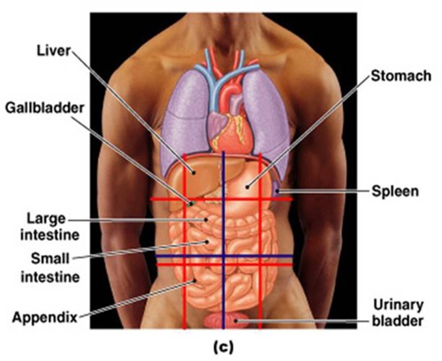 <p>study of large body structures visible to the naked eye</p>