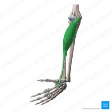 <p>origin: medial epicondyle of humerus </p><p>insertion: base of metacarpals I-III</p>