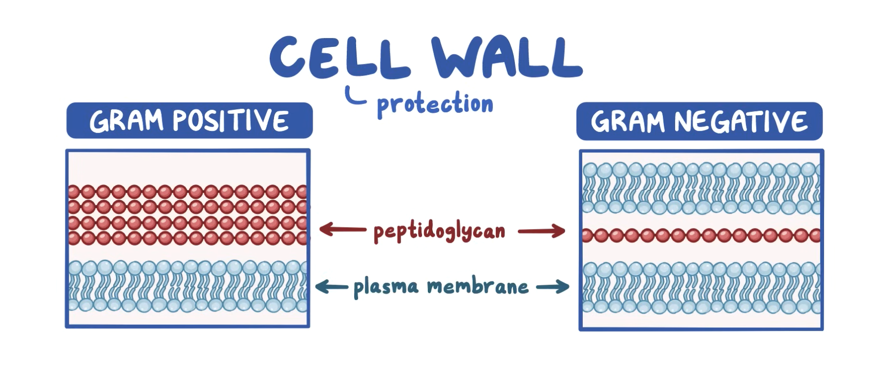 <ol><li><p><span style="background-color: transparent;"><span>grampositiva: tjock cellvägg(fler lager peptidoglykan) med lite strukturer på utsidan.</span></span></p></li><li><p><span style="background-color: transparent;"><span>gramnegativa: tunn cellvägg(mindre rader peptidoglykan) med ytterligare ett cellmembran på utsidan.</span></span></p></li></ol><ul><li><p><span style="background-color: transparent;"><span>baserar medicinsk behandling på detta: </span><strong><span>antibiotika</span></strong><span> kanske inte funkar lika bra på gramnegativa bakterier</span></span></p></li></ul><p>gramnegativa: cellmembranet <span style="background-color: transparent;"><span>fungerar som ett omgivande skydd, uppbyggt som vårt: dubbel fosfolipider. Plasmamembranen hos prokaryoter är också en viktig del i cellandningen då </span><u><span>bakterier inte har mitokondrier</span></u><span>.</span></span></p><ul><li><p><span style="background-color: transparent;"><span>Även elektrontransportkedjan sker över cellmembranet istället över det mitokondriella membranet. </span></span></p></li></ul><p></p>