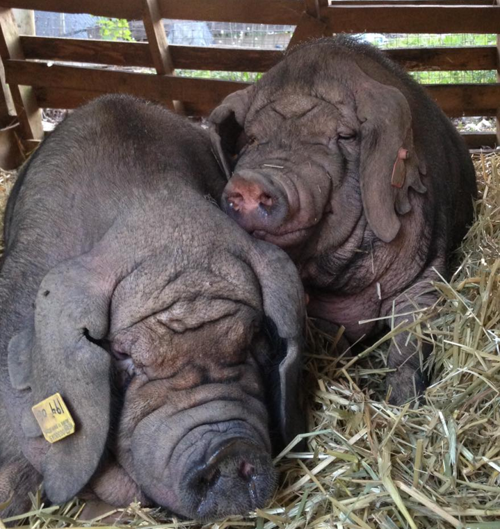 <ul><li><p>Other breed</p></li><li><p>Originated in <strong>China</strong></p></li><li><p>One of the <strong>oldest pigs</strong> in the world</p></li><li><p>Can produce litters of 20-25 pigs</p></li><li><p>Very fat with a slow growth rate</p></li></ul><p></p>