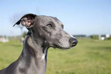 <p>Whippet</p>
