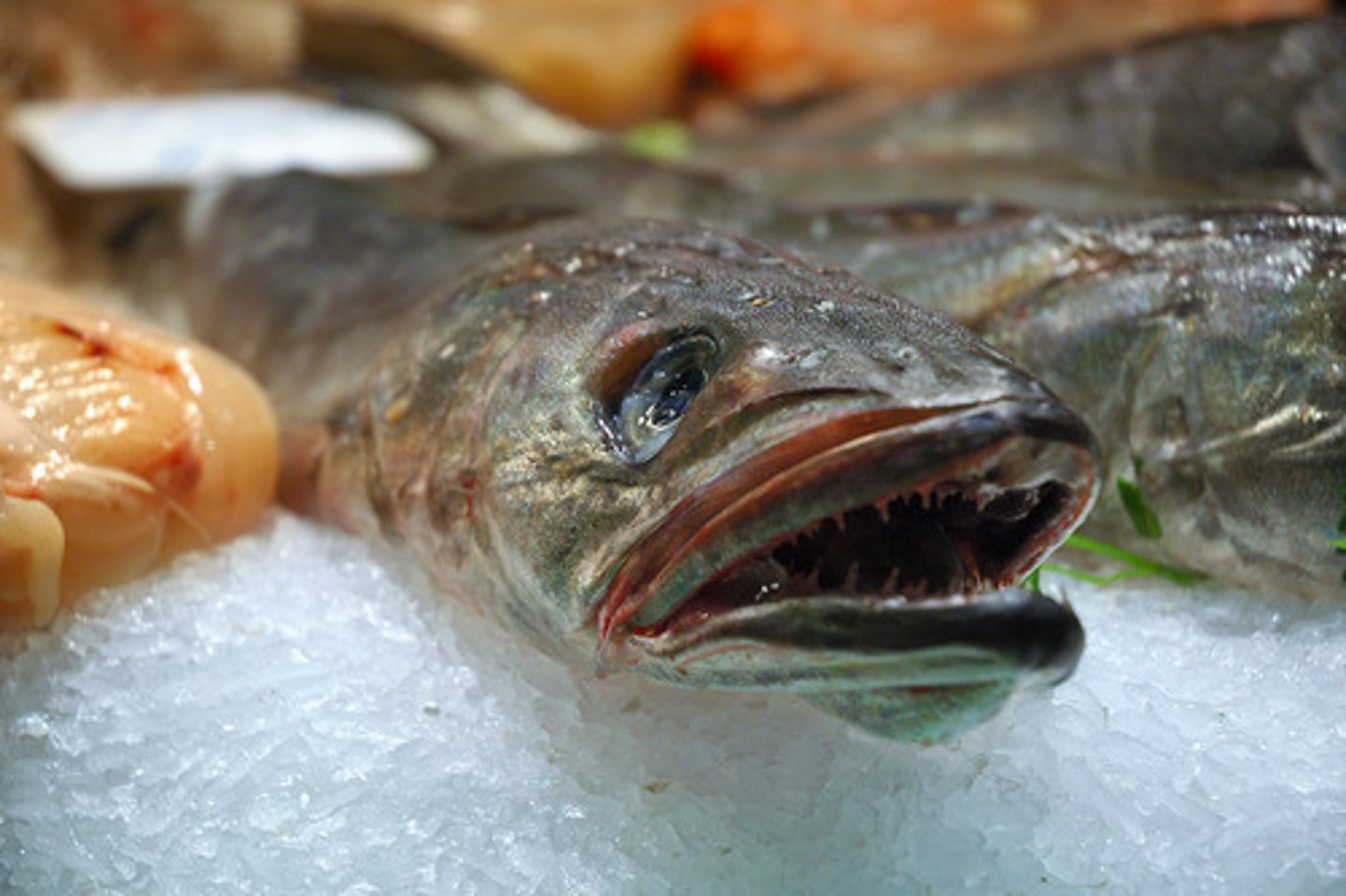 <p>hake (type of fish)</p>
