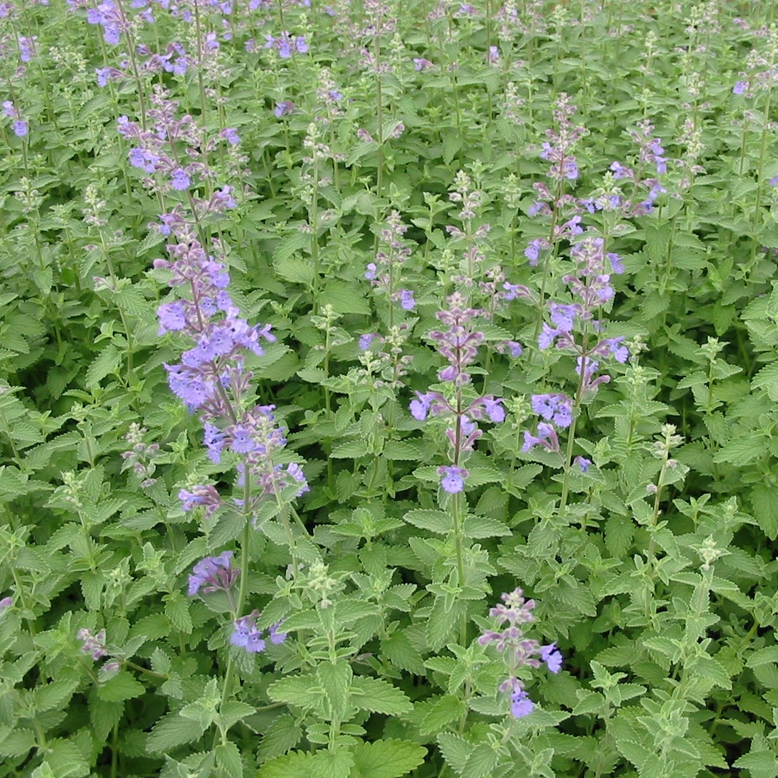 <p>catmint</p>