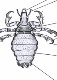 <p>Is this a sucking or chewing louse? </p>