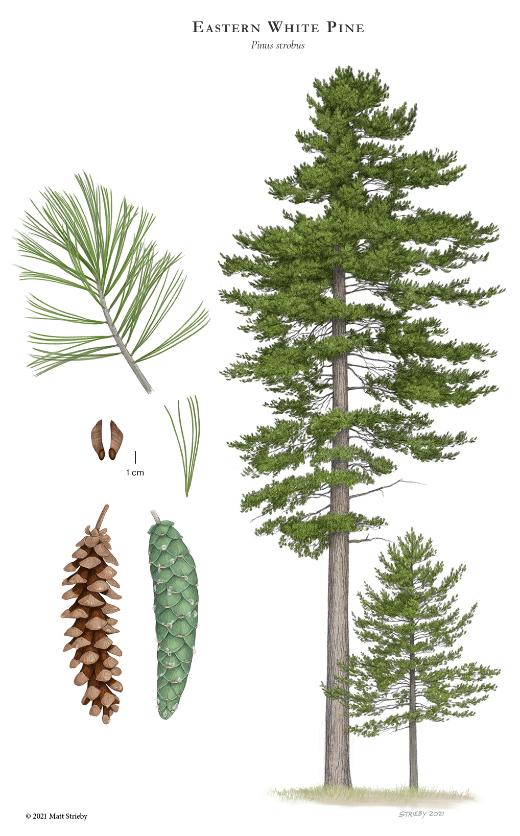 <p>Eastern White Pine </p>