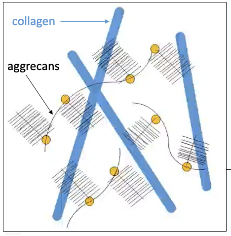 <p>Avascular (mature tissue), gel-like protein matrix that includes collagen and aggrecan, a proteoglycan that allows it to absorb water</p><p>Unlike bone, there is no calcium present in the extracellular matrix</p>