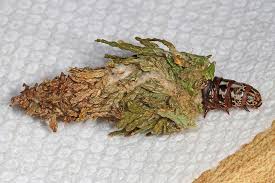 <p>What is this pest?</p>