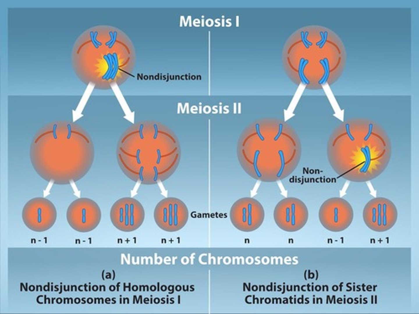 <p>An error in meiosis where members of a homologous pair of chromosomes (meiosis I) or sister chromatids (meiosis II) do not separate, leading to one gamete that receives both copies of the same chromosome, while the other receives none</p>