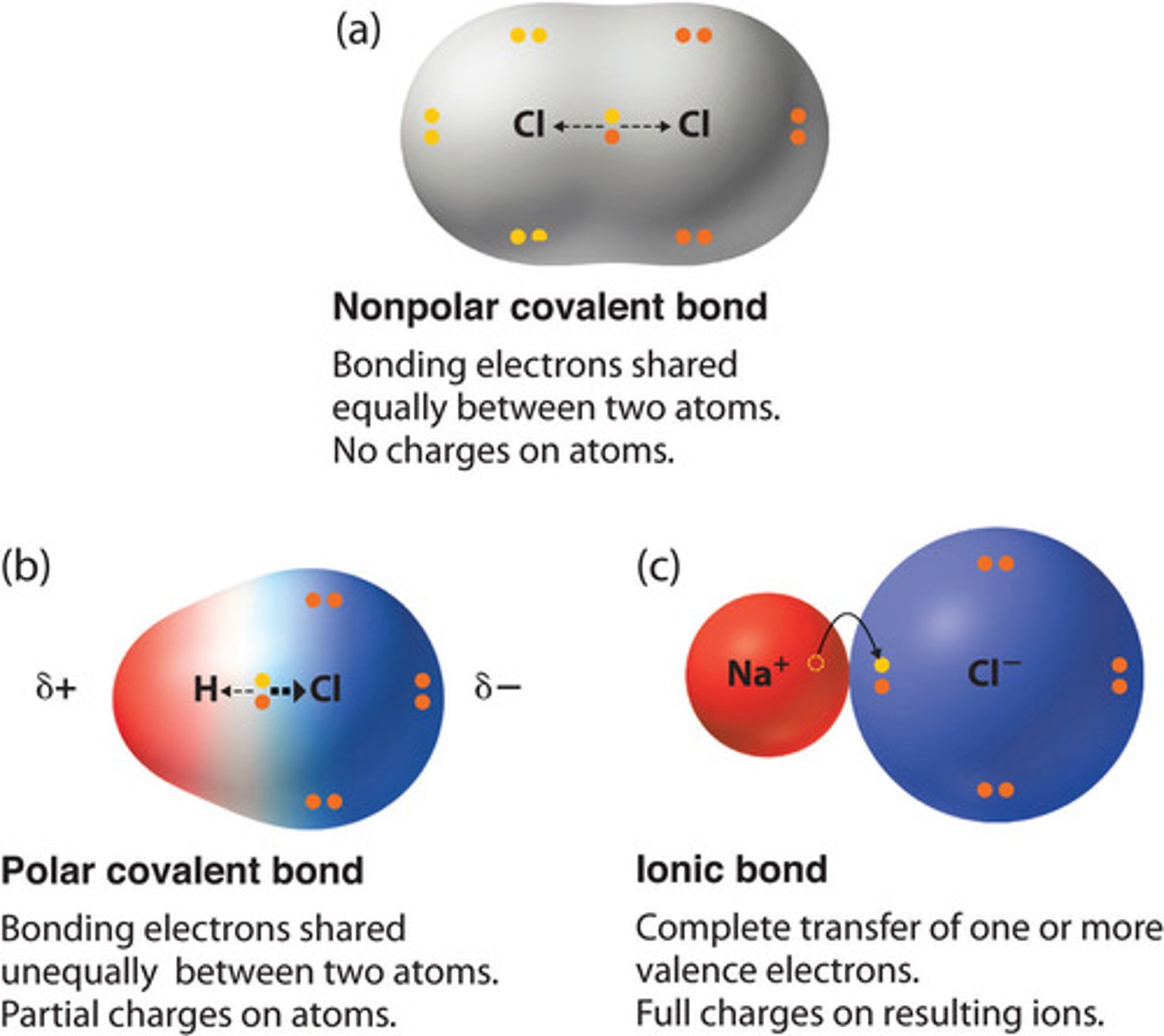 <p>Electrons can be shared equally in covalent bonds, however not often. Occurs when one atom has ​higher electronegativity (wants the electrons more).</p><p>Often occur between atoms that are the same, such as two Cl atoms or H atoms.​</p><p>In ​Polar Covalent Bonds​, electrons​ NOT shared equally ​between the atoms, because the electronegativity of the atoms is different.</p><p>Atom with higher electronegativity = slightly negatively charged (δ−)</p><p>Atom with lower electronegativity = slightly positively charged ( δ+).​</p><p>Bond is partially ionic​.</p>