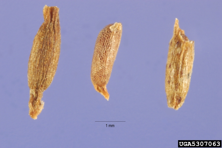 Hydrilla verticillata
