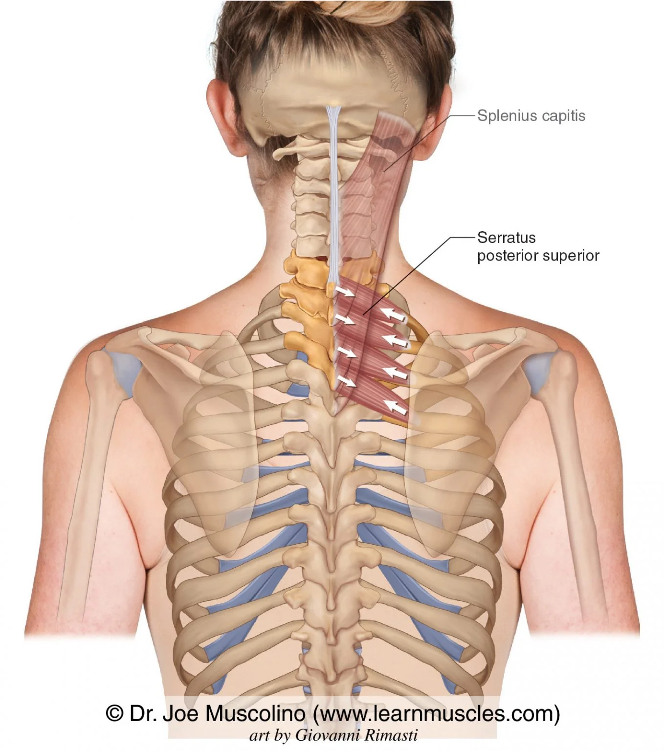 <p>Serratus Posterior Superior (Intermediate Extrinsic Back Muscle)</p><p>Origin?</p><p>Insertion?</p><p>Action?</p><p>Innervation?</p>