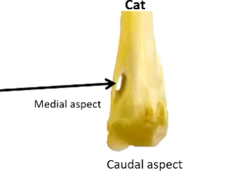 <p>NO</p><p>• No supratrochlear foramen, instead have <strong>Supracondyloid foramen</strong></p><p>• Brachial artery & median nerve pass through</p><p>• Vulnerable in fractures</p>