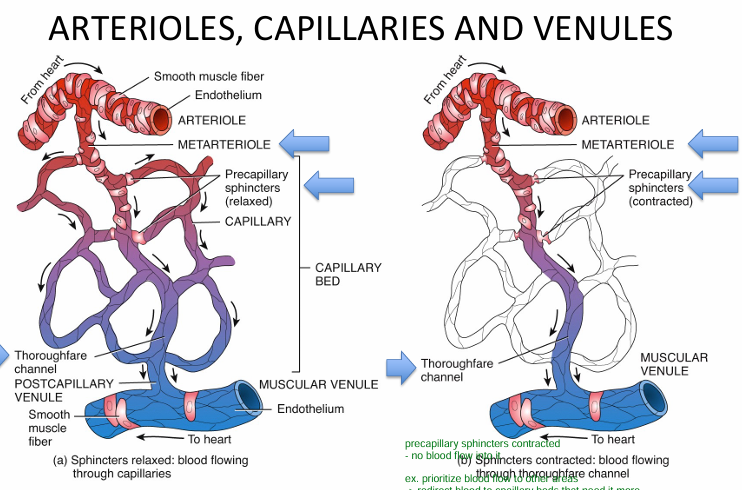 <p>0) BF from artery<br>→ arteriole<br>→ metarteriole<br><br>1) if precapillary sphincters RELAXED<br>(areas where we want blood to flow)<br>→ blood flows through capillary beds<br>→ <span style="color: yellow"><strong>thoroughfare channel</strong></span><br>→ postcapillary venule<br>→ muscular vneule<br><br>2) if precapillary sphincter CONTRACT<br>(areas where we DON’T want BF, want to divert it to other tissues that need it)<br>→ blood doesn’t cease BUT<br>→ goes directly through t<span style="color: yellow"><strong>horoughfare channel (allows for SOME gas exchange)</strong></span><br>→ post capillary venule<br>→ muscular venule</p>