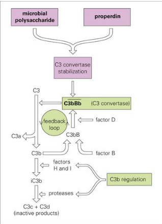 <p>C3 to C3a &amp; C3b</p><p>C3b &gt; C3bB &gt; C3bBb (c3 convertase)</p><p>More pathogen, more stabilized and breakdown occurs more</p>