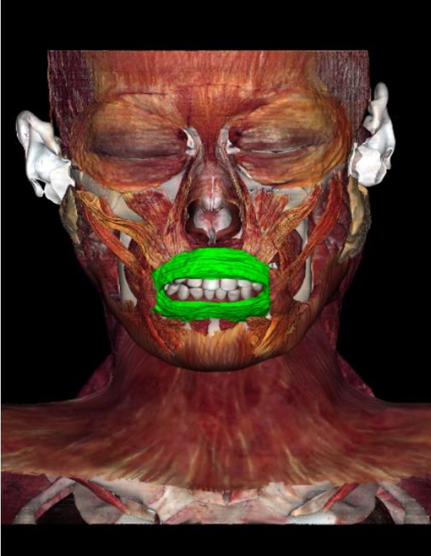 <p>innervation: CN VII</p><p>action: compress lips together, keep food between teeth during mastication</p>