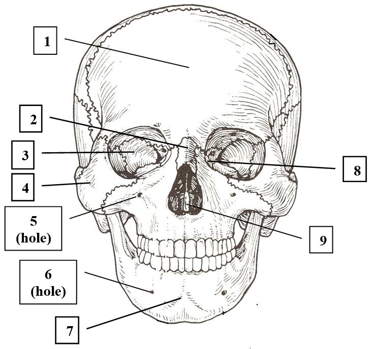 <p>Skull (Frontal View) </p>