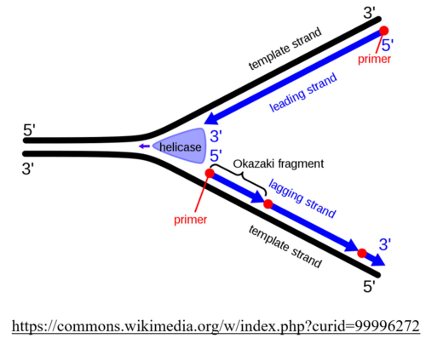 <p>lagging strand</p>