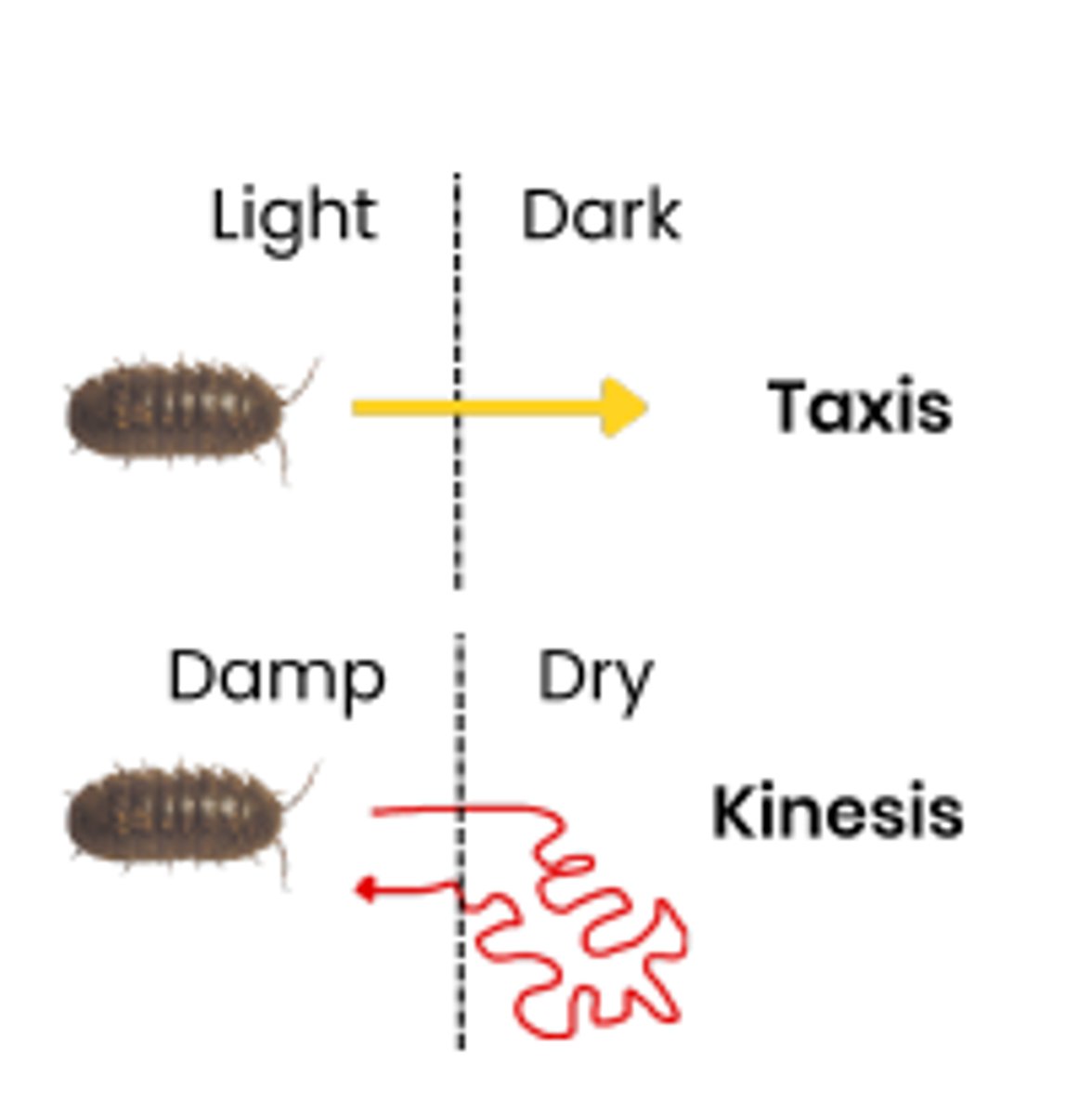 <p>Simple responses that help a mobile organism to find and stay in a favourable environment.</p>
