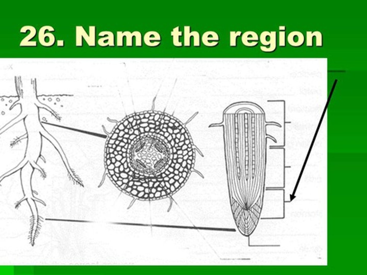 <p>Where the tiny undifferentiated cells carry on mitosis.</p>