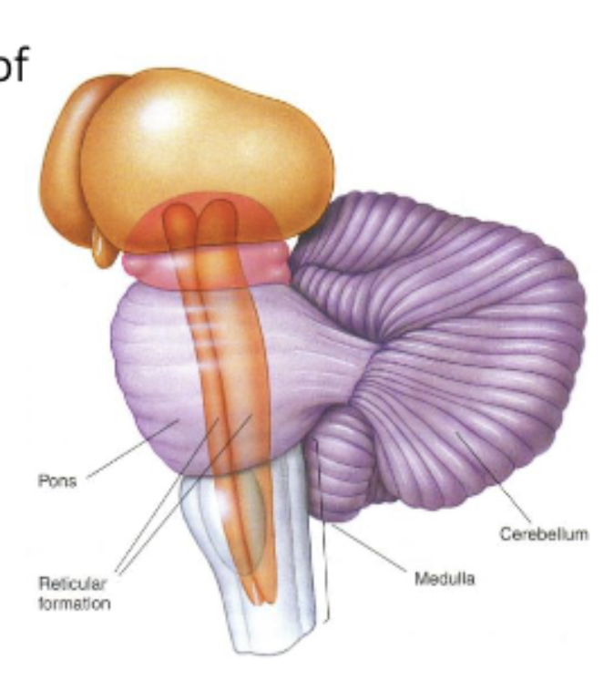 <ul><li><p>located throughout the brainstem;</p></li><li><p><span><span>crucially involved in </span><em><span>arousal</span></em><span> and </span><em><span>attention</span></em><span>. Damage to the reticular formation is likely to affect </span><em><span>the state of consciousness</span></em><span> (results in coma)</span></span></p></li><li><p><span><span>Home to the </span><em><span>raphe nuclei</span></em><span> (serotonin synthesis);</span></span></p></li></ul><p></p>