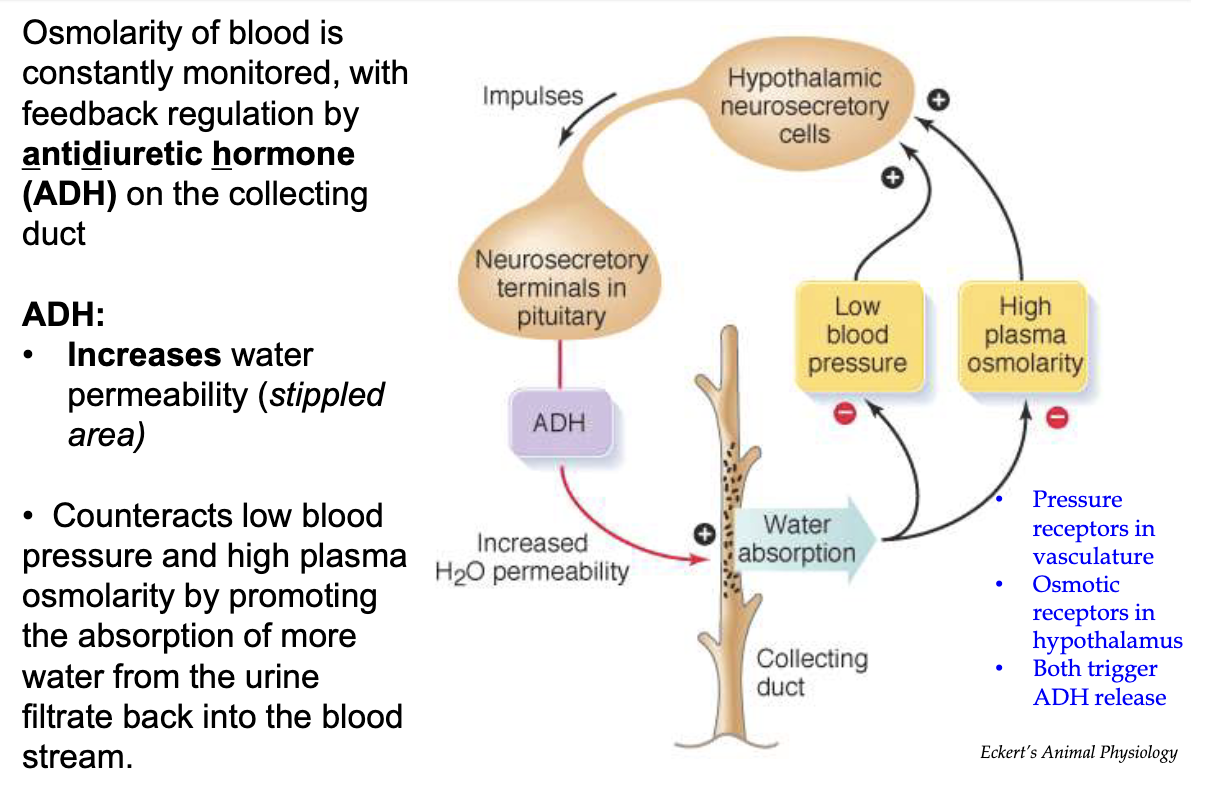 <ul><li><p><strong>Trigger</strong>:</p><ul><li><p>Low blood pressure</p></li><li><p>High plasma osmolarity</p></li></ul></li><li><p><strong>Sensors</strong>:</p><ul><li><p><strong>Pressure receptors</strong> in vasculature</p></li><li><p><strong>Osmoreceptors</strong> in hypothalamus</p></li></ul></li><li><p><strong>Signal Pathway</strong>:</p><ul><li><p>Hypothalamus signals <strong>posterior pituitary</strong> to release <strong>ADH</strong></p></li></ul></li><li><p><strong>ADH Action</strong>:</p><ul><li><p>Increases <strong>water reabsorption</strong> in <strong>collecting duct</strong></p></li><li><p>Promotes water reabsorption from urine back into bloodstream</p></li><li><p>Helps restore <strong>blood pressure</strong></p></li><li><p>Decreases <strong>plasma osmolarity</strong></p></li></ul></li><li><p><strong>Mechanism</strong>:</p><ul><li><p>Part of <strong>negative feedback loop</strong> to counter dehydration</p></li></ul></li></ul><p></p>