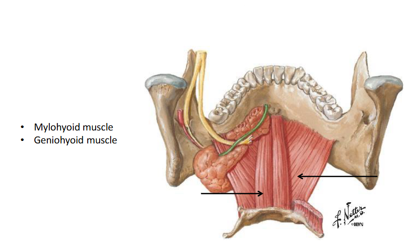 <p><span>The floor of the mouth is also formed entirely of <strong>soft tissue</strong> and <strong>muscle</strong>.<br><strong>Two </strong>important muscles lie here: the <strong>mylohyoid </strong>which is the thin sheet-like <strong>superficial</strong> <strong>muscle </strong>that <strong>forms</strong> the <strong>floor </strong>of the <strong>mouth </strong>and the <strong>geniohyoid</strong>, from which the muscles of the tongue and the muscles of the pharynx take some of their attachments.<br>This means the <strong>floor </strong>of the <strong>mouth </strong>is closely related to the tongue, pharynx and any associated movements. </span></p>