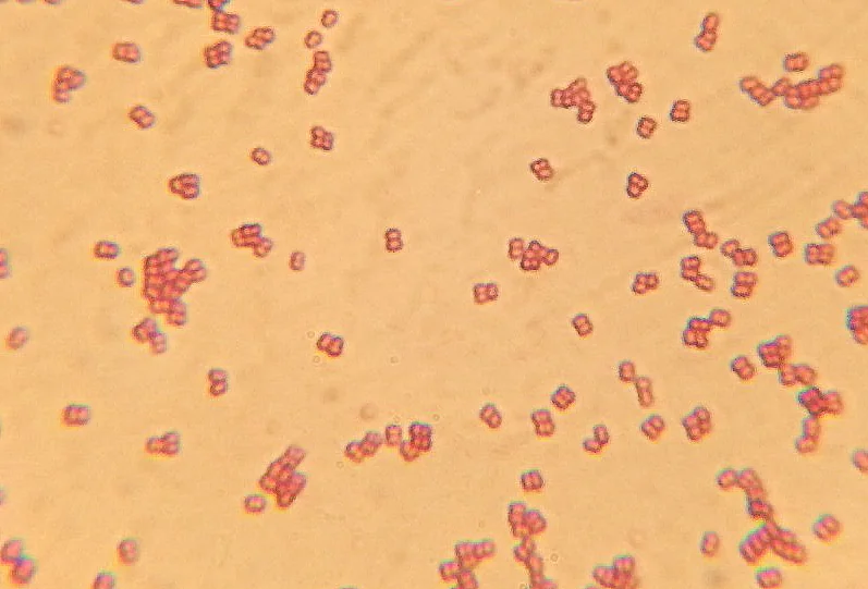 <p>pairs of cocci</p>