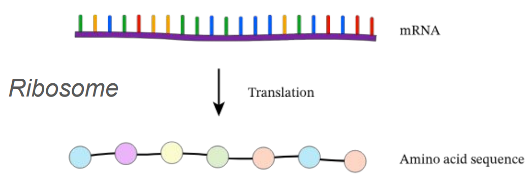 <p>Cellular structure that <strong>builds</strong> proteins (aka amino acid sequence)</p>