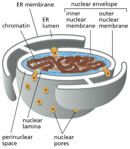 <p>encloses the nuclear DNA + defines the nuclear compartment </p><ul><li><p>2 concentric membranes (sharing the same circle)</p></li></ul><ol><li><p>inner nuclear membrane: has proteins that act as binding sites for the chromosomes + that provide anchorage for the nuclear lamina (woven meshwork of protein filaments that lines the inner face of this membrane and provides structural support for the nuclear envelope) </p></li><li><p>outer membrane: composition resembles the ER membrane. Outer membrane is continuous with the ER </p></li></ol><p></p>