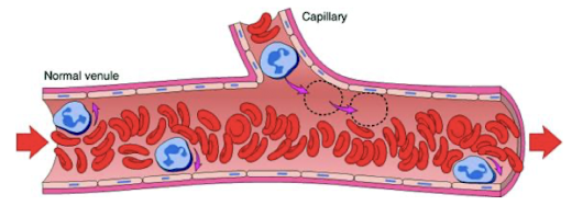 <p>cells flow centrally in the blood vessel separated from the endothelium by a thin layer of plasma</p>
